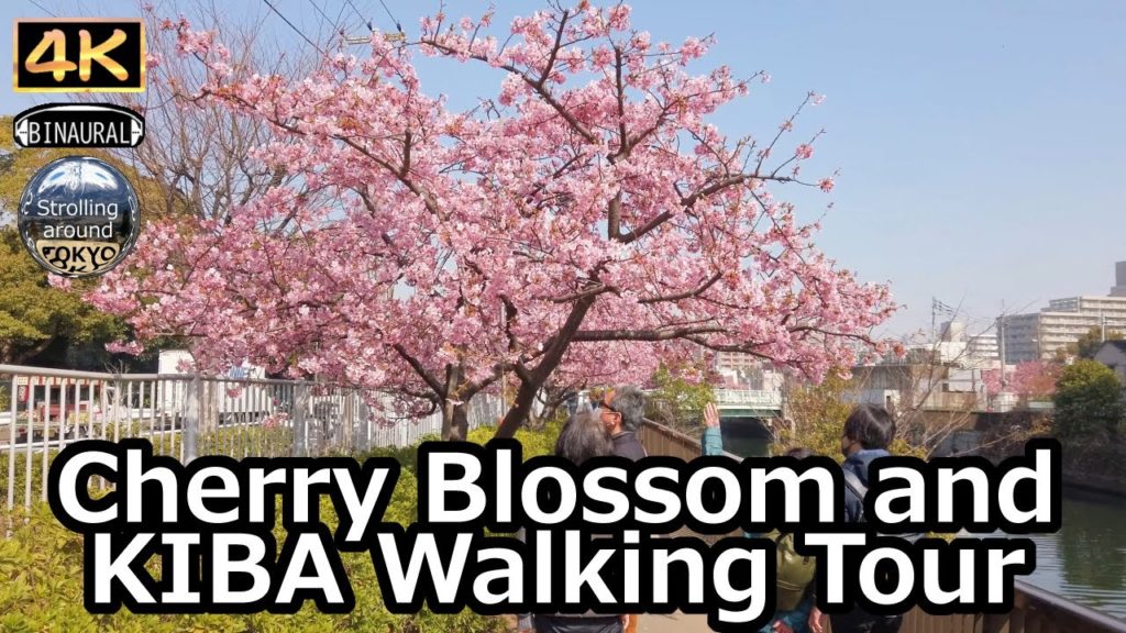 Cherry Blossom and KIBA walking Tour - 4K Tokyo Japan