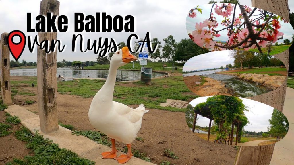 Lake Balboa Park tour, Van Nuys CA *Cherry blossoms bloom! Lake Balboa Park tour, Van Nuys CA *Cherry blossoms bloom!