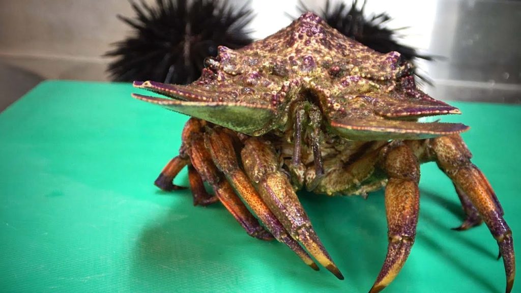 Live Giant Slipper Lobster Sashimi -Taiwanese street food