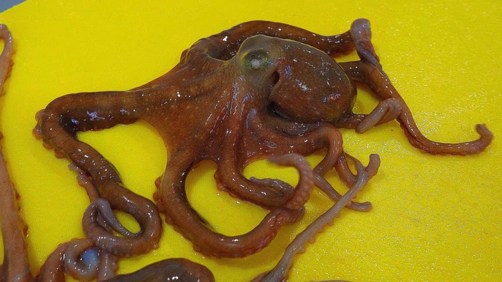 KOREAN STREET FOOD OCTOPUS DEVIL FISH KOREA SEAFOOD MARKET 포항 송도활어회센터 산낙지 160122