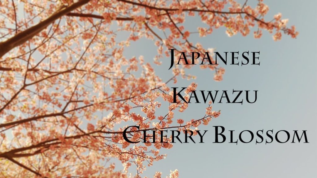 【Travel Vlog】Kawazu Izu Japan / 伊豆 河津町 | Osmo pocket2 【Travel Vlog】Kawazu Izu Japan / 伊豆 河津町 | Osmo pocket2