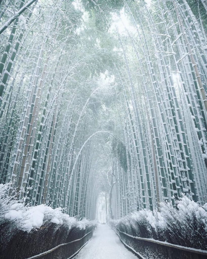 Have you visited Kyoto’s Arashiyama in winter? Snow lightly covers the bamboo an...