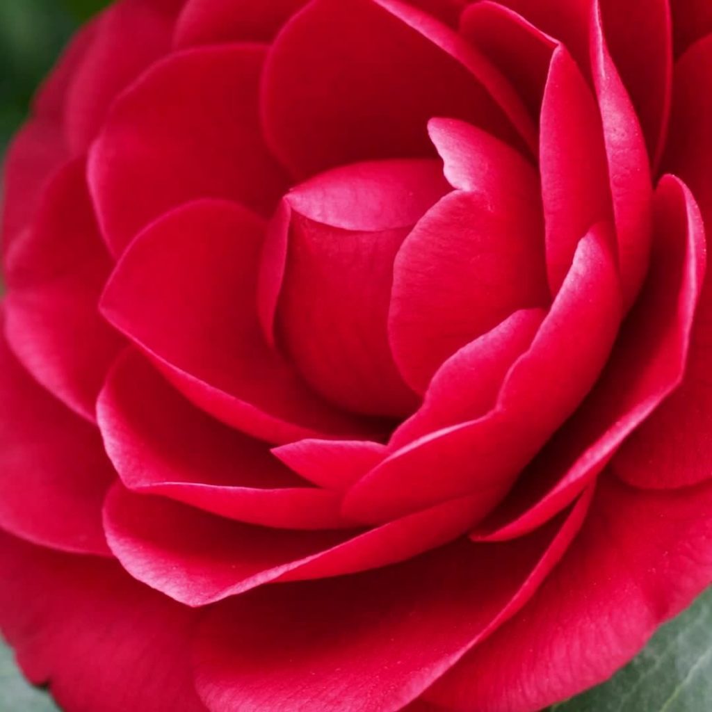 Happy New Year from everyone @shiseido! May 2022 come alive with happiness and b...