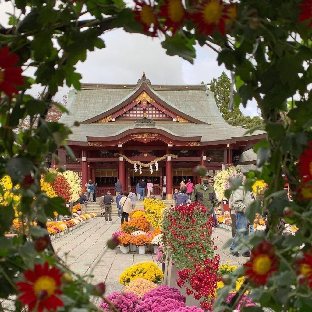Visit Japan: Kasama Inari Shrine’s Chrysanthemum Festival is considered the oldest in Japan. … Kasama Inari Shrine’s Chrysanthemum Festival is considered the oldest in Japan. ...