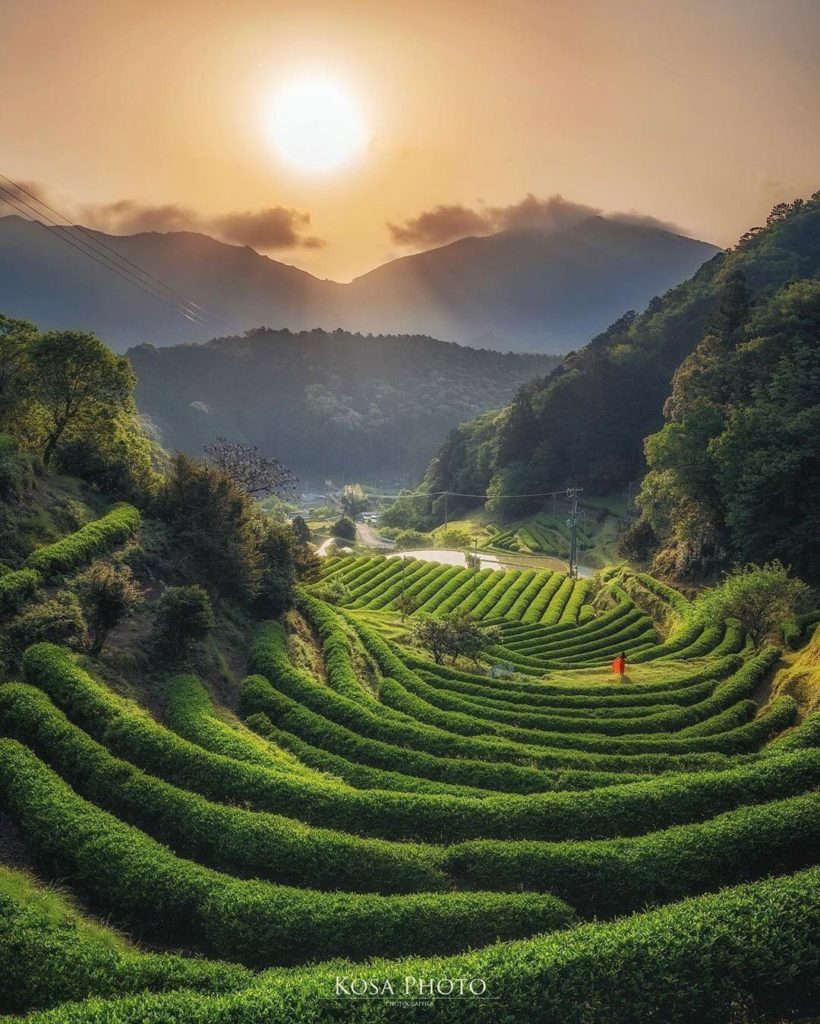 Visit Japan: The tea plantation in the Irokawa area of Nachikatsuura, Wakayama, is quite a se… The tea plantation in the Irokawa area of Nachikatsuura, Wakayama, is quite a se...