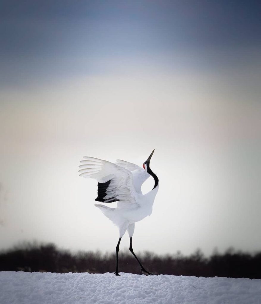 At the Tsurui Ito Tancho Crane Sanctuary, the red-crowned crane and its habitat ...
