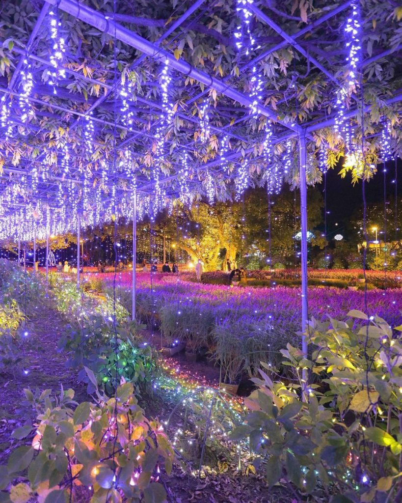 Flower power!  Literally though, the power at Ashikaga Flower Park in Ashikaga C...