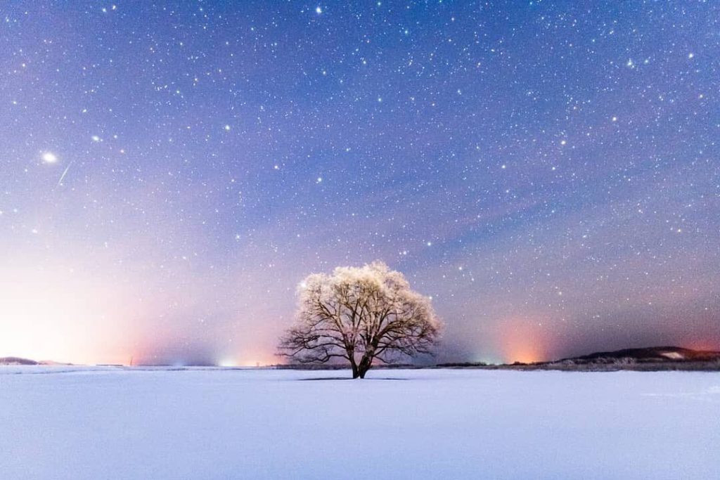 The Harunire tree, estimated to be 150 years old, stands along the Tokachi River...