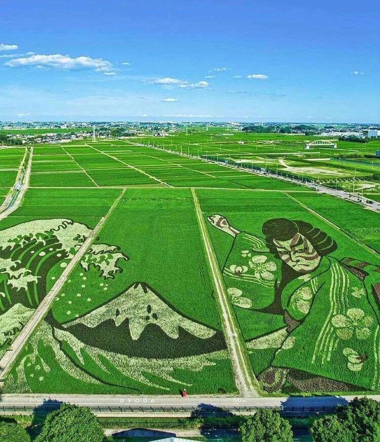 Rice paddy art is an art form originating in Japan where people plant rice of various types and