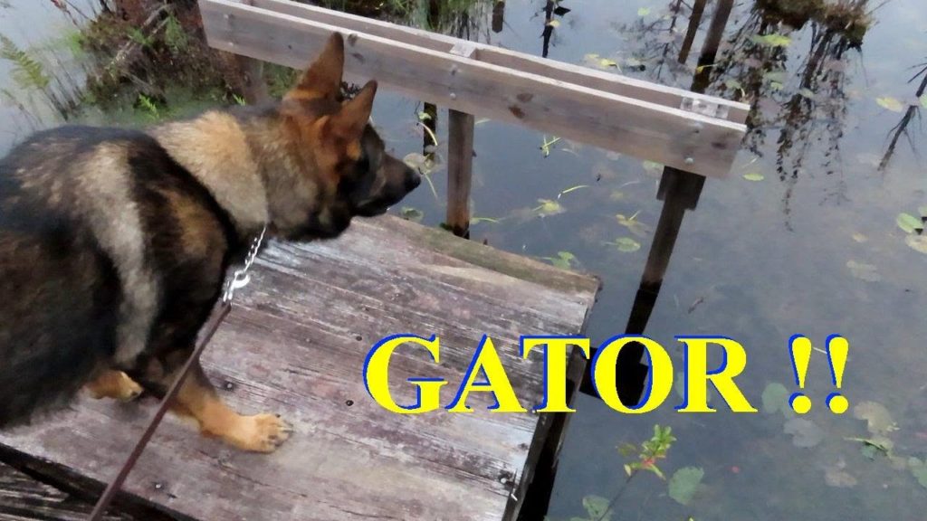Exploring the Okefenokee Swamp from the Stephen C. Foster State Park, Georgia.  Alligators & Hikiing