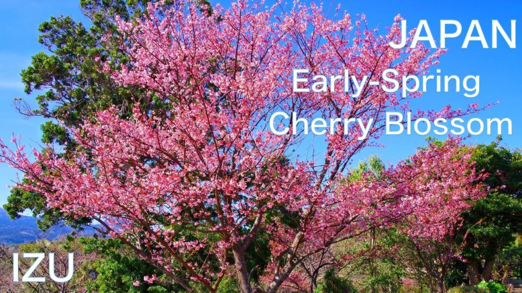 ★【IZU, JAPAN】Early Cherry blossoms　JAPAN Travel Guide：Shizuoka　Sakura　Flower Garden　Nature　Landscape
