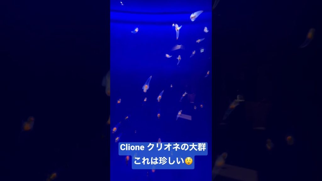 Clione クリオネの大群 これは珍しい😲 オホーツク流氷館 網走 Hokkaido #shorts Clione クリオネの大群 これは珍しい😲 オホーツク流氷館 網走 Hokkaido #shorts