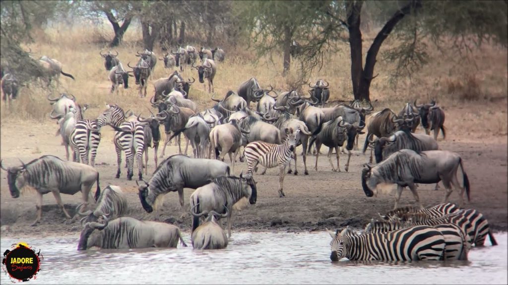 6 Days with JADORE SAFARIS through the North of Tanzania on safari  (July 2021).