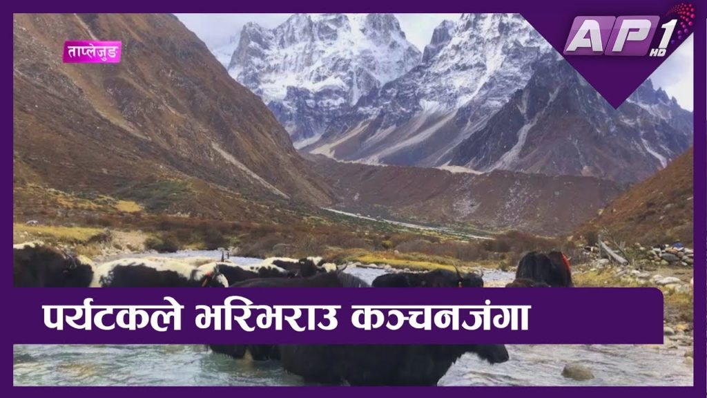 कञ्चनजंगा हिमाल पुग्नेको संख्या बढ्यो | Kanchenjunga Himal Trek कञ्चनजंगा हिमाल पुग्नेको संख्या बढ्यो | Kanchenjunga Himal Trek