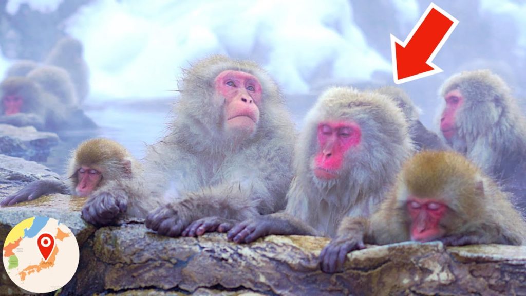 World's ONLY Hot Spring Where Snow Monkeys Bathe 🐵♨️ Hell Valley, Japan スノーモンキーパーク 地獄谷野猿公苑 温泉 ニホンザル