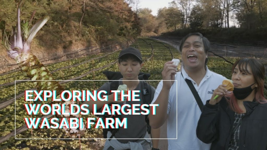 The WORLDS largest Wasabi Farm in Nagano (Daio Wasabi) | Japan Travel Guide | GLOBAL CITIZENSHIP The WORLDS largest Wasabi Farm in Nagano (Daio Wasabi) | Japan Travel Guide | GLOBAL CITIZENSHIP
