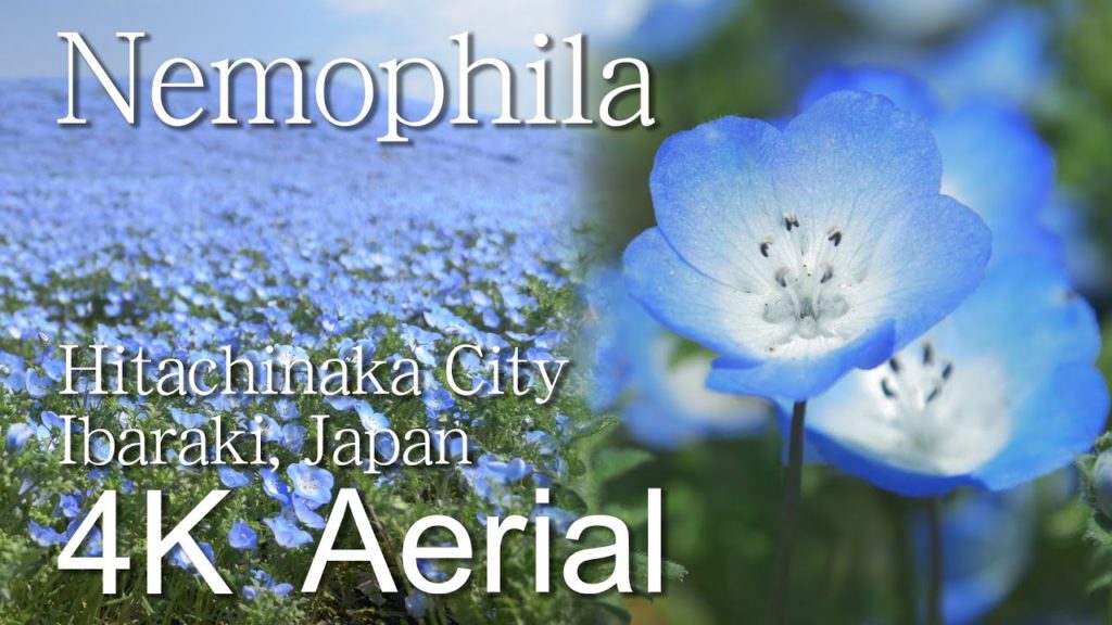 Nemophila［4K］Hitachi Seaside Park,Hitachinaka City｜VISIT IBARAKI, JAPAN -OTHER SIGHTS-