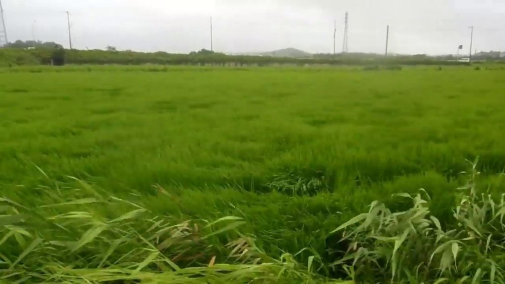 Stormy Summer Waves in a Rice Field in Japan