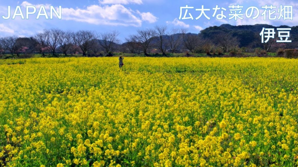 【伊豆　広大な日野の菜の花畑】みなみの桜と菜の花まつり　静岡県ひとり旅　伊豆 観光　JAPAN TRAVEL：Izu, Shizuoka　南伊豆町 下賀茂温泉
