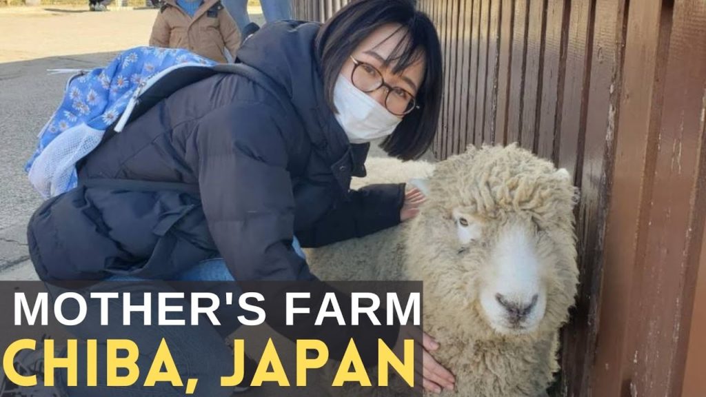 Chiba Japan Mother Farm [Lights, Camera, Animals! ]