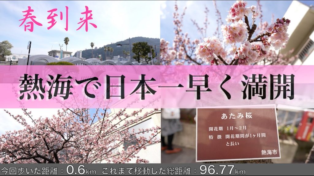 熱海で日本で一番早い桜の満開・4K 高音質/Atami walk