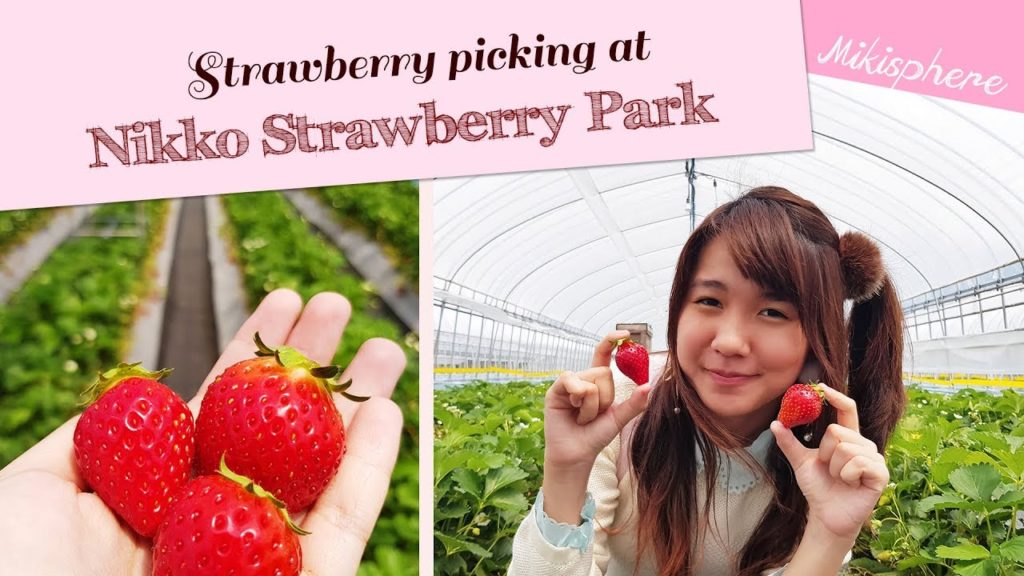 Strawberry Picking at 🍓 Nikko Strawberry Park 🍓 – Sweet strawberries overload!