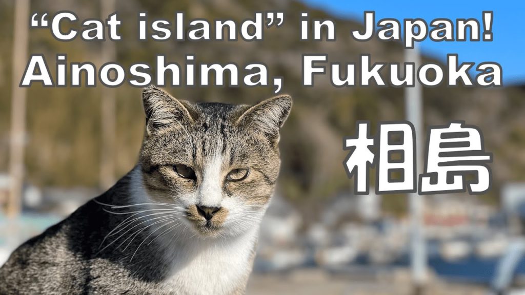 【Japan Travel restrictions】"Cat island" in Japan. Ainoshima, in Fukuoka Prefecture.(相島/福岡) 【Japan Travel restrictions】"Cat island" in Japan. Ainoshima, in Fukuoka Prefecture.(相島/福岡)
