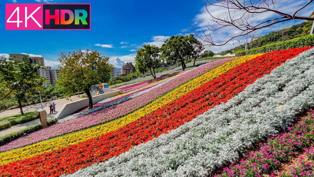 台北北投社三層崎公園花海｜台版北海道富良野 夢幻彩虹花毯｜4K HDR｜Sea ​​of ​​Flowers - Ki-Pataw Shan Tseng-Chi Park, Taipei