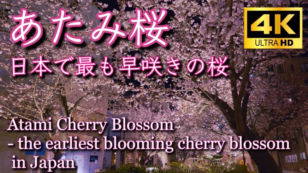 あたみ桜 2022　日本で最も早咲きの桜 ＜Atami Cherry Blossom - the earliest blooming cherry blossom in Japan＞