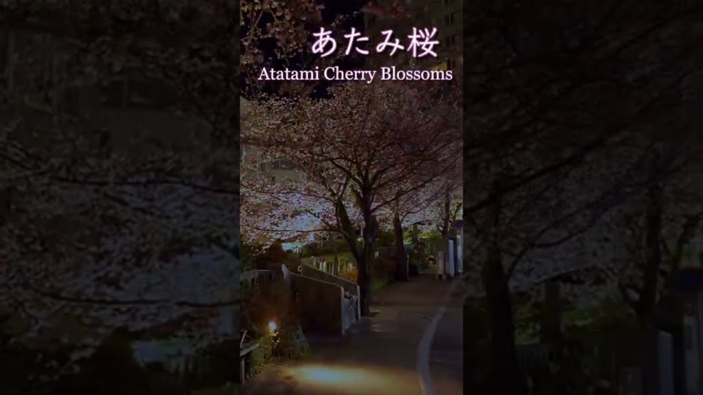 あたみ桜2022 日本で最も早咲きの桜 ＜Atami Cherry Blossom - the earliest blooming cherry blossom in Japan＞ #Shorts