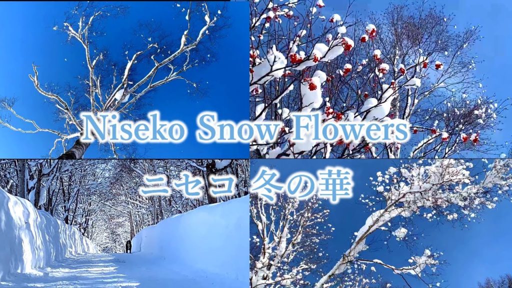 CC - 冬のお花見 ニセコ Niseko 18 JAN 2022 Snow Flower & Blue Sky 雪の華と青空の散歩  Hokkaido Japan 日本語字幕付