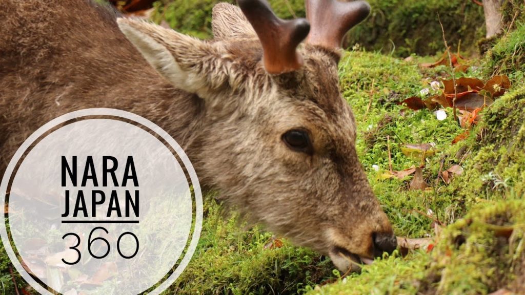 Nara Japan 360 Tour
