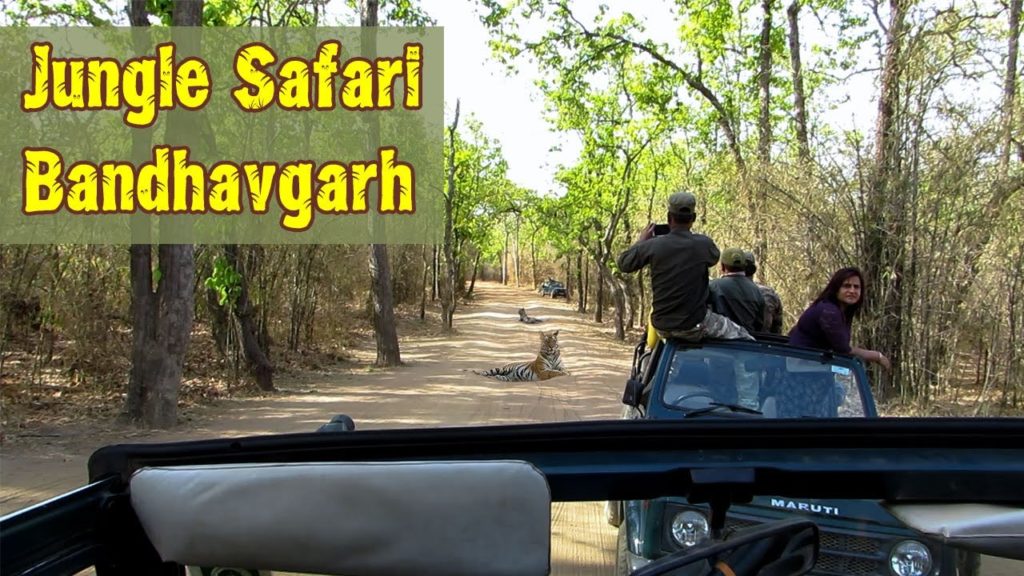 Jungle Safari Bandhavgarh Jungle Safari Bandhavgarh