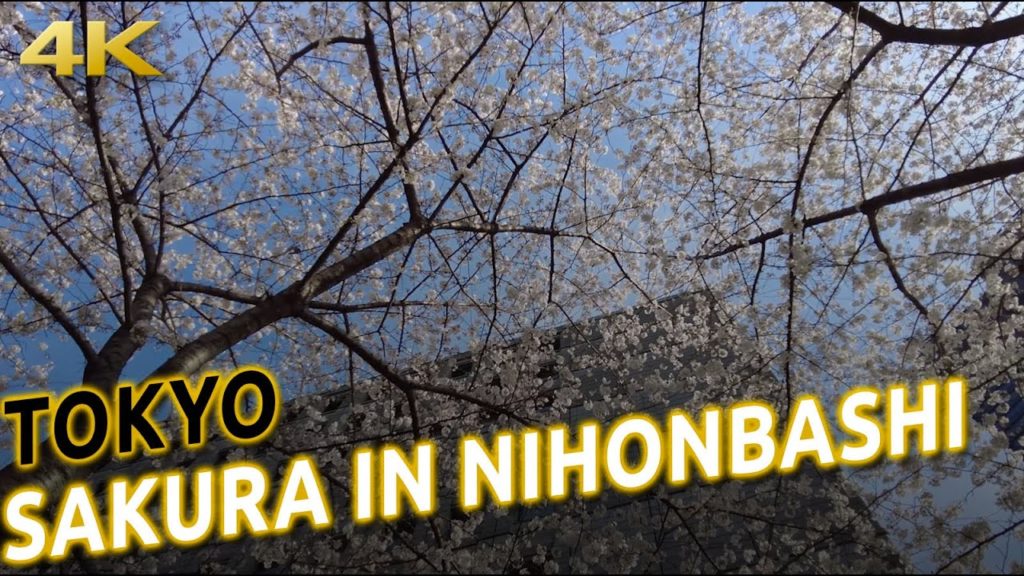 SAKURA walk tour in Nihonbashi, lots of cherry trees in Tokyo! [4K 60p]