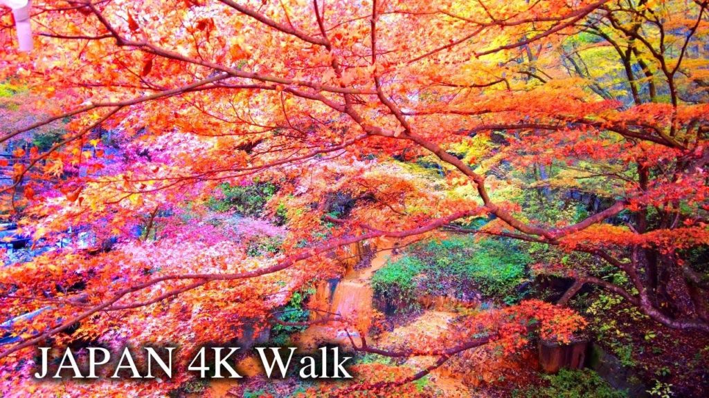 【4K】Japan Walking Tour- Autumn Leaves in the Hot Spring Area "Ikaho Onsen" 【4K】Japan Walking Tour- Autumn Leaves in the Hot Spring Area "Ikaho Onsen"