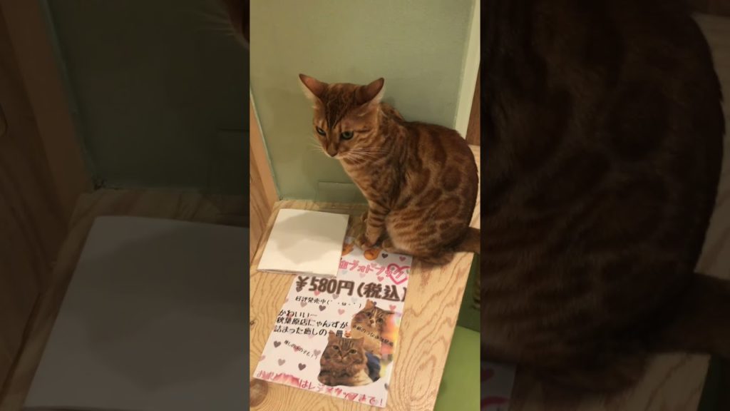 Have You Heard of Cat Cafes in Tokyo, Japan?