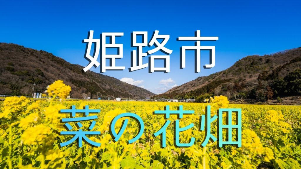 【姫路市】置塩城下町村と街一番の菜の花畑/ Japan's canola flower fields.
