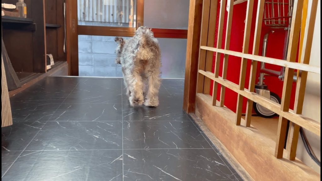 # 4 A short trip to Shimabara | Japanese food | A nice cafe | Cute  animals| Vlog