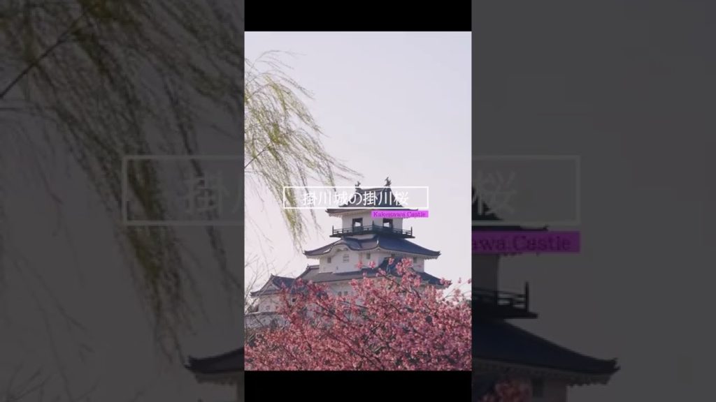 【静岡旅行】桜や菜の花を楽しむならココ!春にオススメの人気スポット4選 🌼 #shorts 【静岡旅行】桜や菜の花を楽しむならココ!春にオススメの人気スポット4選 🌼 #shorts