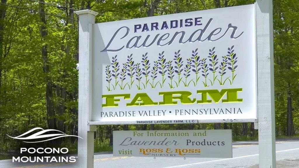 Paradise Lavender Farm | Pocono Mountains