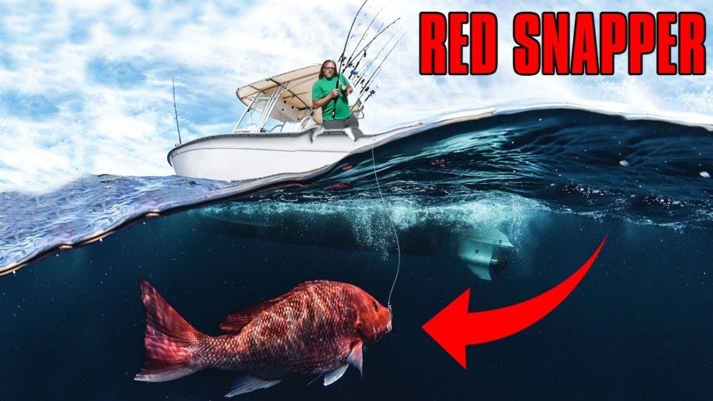 Red Snapper Fishing: Watch What Happened!