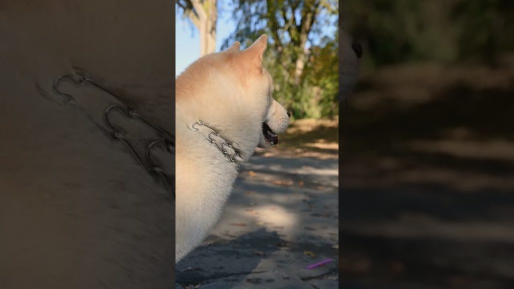 Cute Puppy Funny Videos 😍