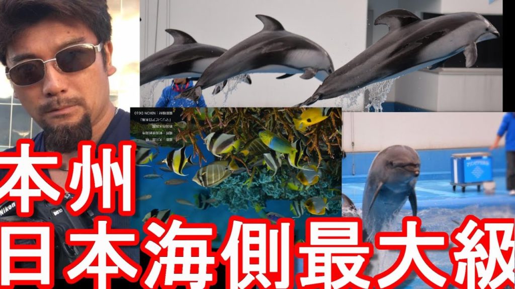 新潟市のお薦め名所「新潟市水族館「マリンピア日本海」」イルカのショー！Dolphin show at Niigata city aquarium in Japan