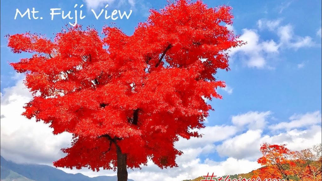 Beautiful fall around Lake Kawaguchi and Mt. Fuji Scenery.