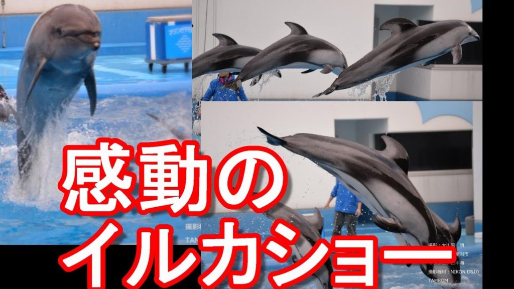 【イルカのショー】新潟市のお薦め名所「新潟市水族館「マリンピア日本海」」イルカのショー！Dolphin show at Niigata city aquarium in Japan