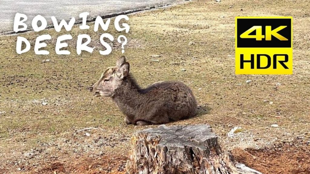 Nara Japan Vlog - checking on the bowing deers in 2022