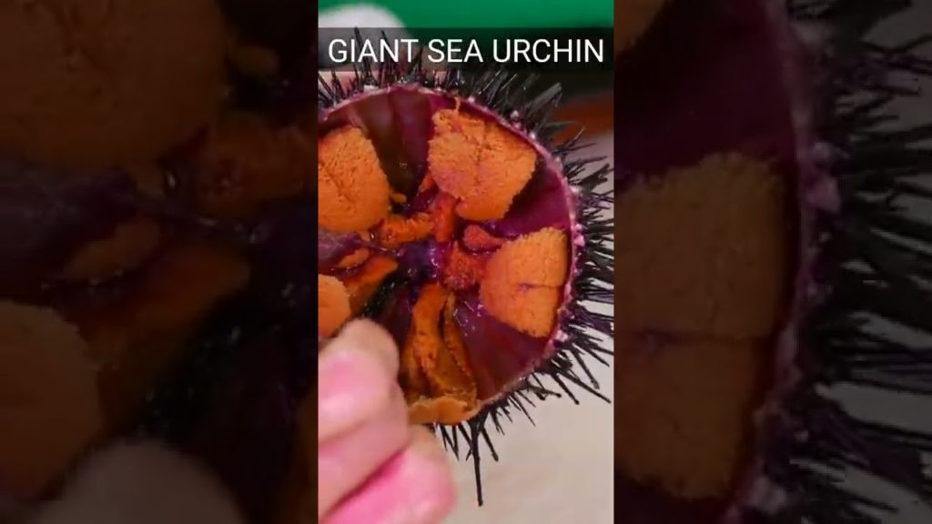 Eating Sea Urchin Mukbang | Eating Sea Urchin | Urchin Unique Seafood Review Eating Sea Urchin Mukbang | Eating Sea Urchin | Urchin Unique Seafood Review
