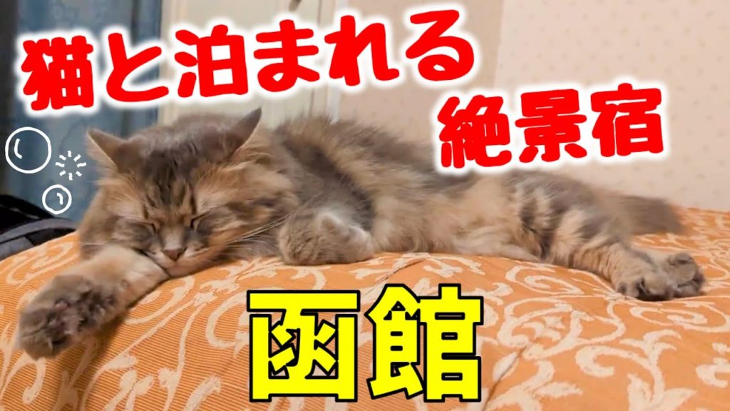 旅する猫は○○に夢中！？　猫と泊まれる函館の絶景宿をご紹介！【猫旅】冬の道南・函館の旅Part3
