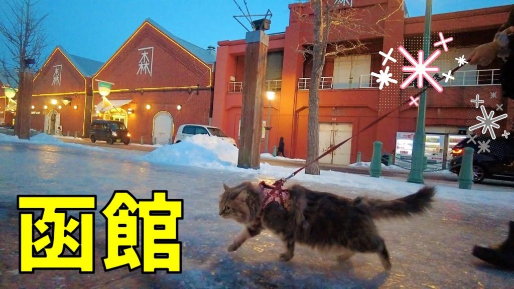 冬だけの特別な函館♡はこだてイルミネーションと金森赤レンガ倉庫ライトアップを見る旅する猫【猫旅】冬の道南・函館の旅Part2 冬だけの特別な函館♡はこだてイルミネーションと金森赤レンガ倉庫ライトアップを見る旅する猫【猫旅】冬の道南・函館の旅Part2