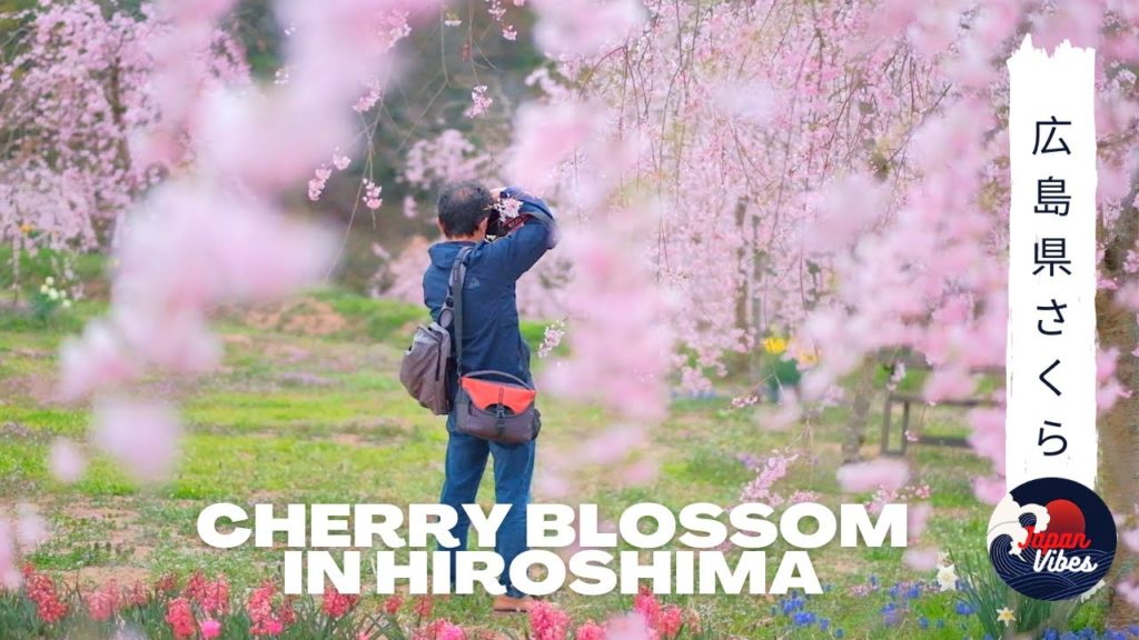 広島県の桜スポット [ Cherry Blossoms Spot in Hiroshima City Japan ]
